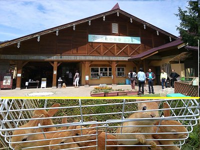 �V��̖q��1