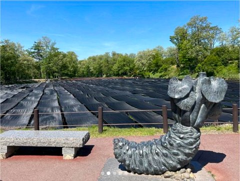 わさび田とワサビオブジェ